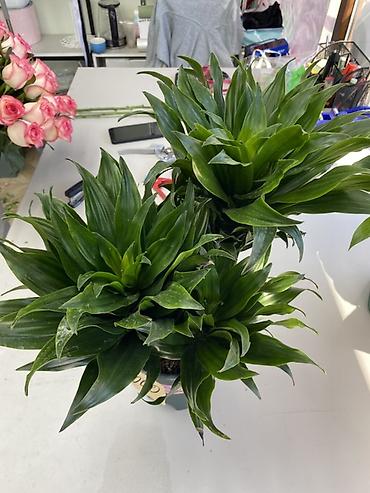 Драцены и Сансевиерии: Драцена компактная (Dracaena deremensis ‘Compacta’) в пластиковом — 2