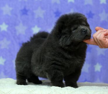 колли собака: Чау-чау, 4 месяца, Самка, С родословной