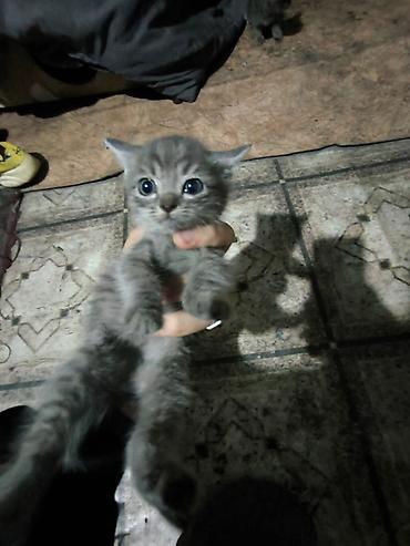 шотландская вислоухая кошка фото цена: Британская короткошёрстная, 1 месяц, Мальчик, Серый, Приучена к лотку — 2
