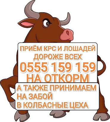 ат эгар: Услуга: прием КРС и лошадей. - Принимаем крупный рогатый скот и — 1