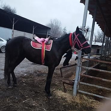 Лошади, кони: Продаю | Кобыла (самка) | Полукровка | Конный спорт | Племенные — 7