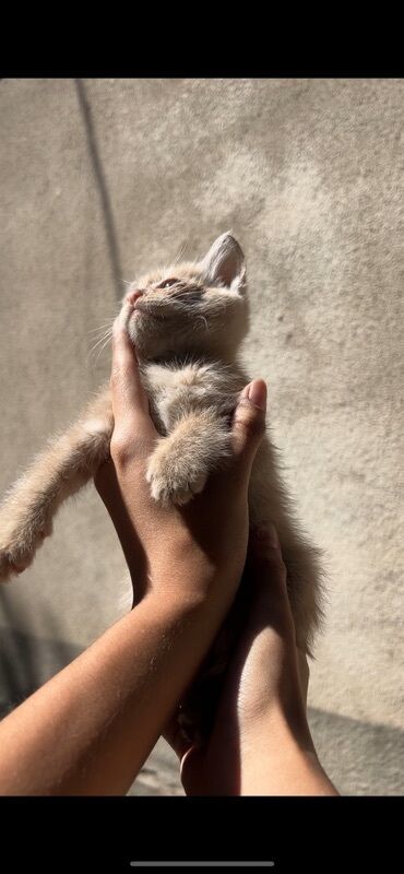 отдам породистых котят: Отдаем котяток в добрые руки🤍 Котятам почти 2 месяца Котята очень