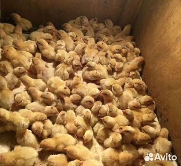 Птицы: Принимаем заказы на цыплят перепелок породы Техас. Ожидаемая дата