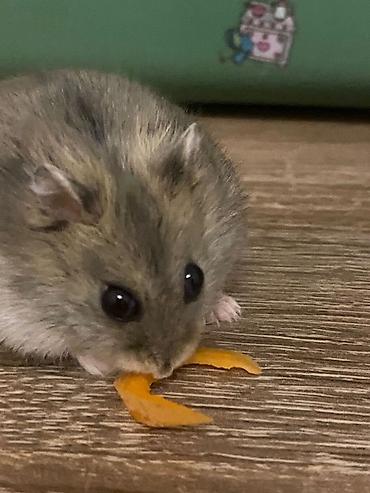 qara toyuq sortu: İki ədəd hamster satlr .Biri ağ,biri boz.Ustundə ikimərtəbəli — 2