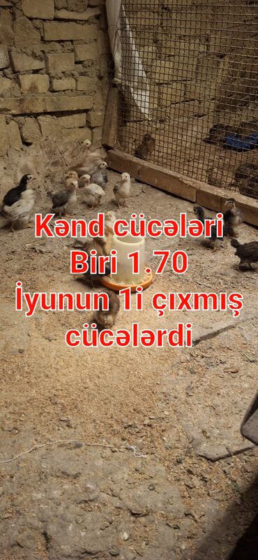 pişiyə verilən adlar: Toyuq cücələri, Damazlıq, Rayonlara çatdırılma, Ünvandan götürmə, Ödənişli çatdırılma