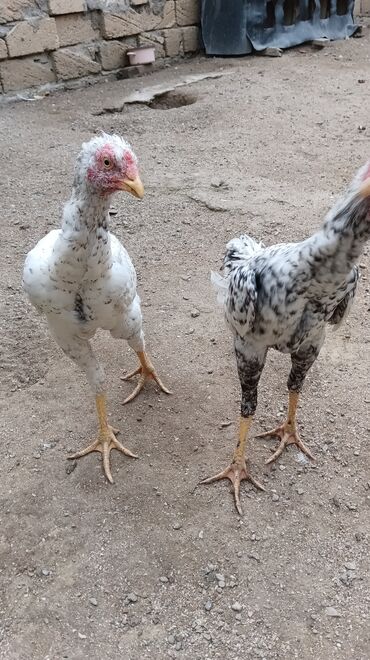 Toyuqlar: Toyuq, Damazlıq, Ünvandan götürmə — 3