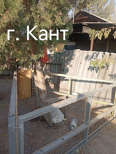 белгийские овчарки: Декоративный кролик (порода карликовый баран, висячие ушки), окраса — 1