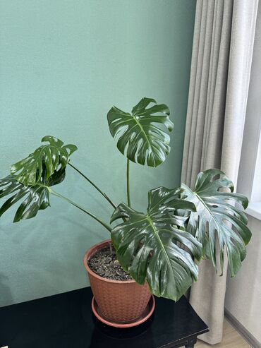 мандариный букет: Монстера деликатесная (Monstera deliciosa) в горшке. - Крупные резные
