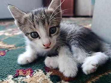 котята персидские: Беспородная, 1 месяц, Девочка, Биколор — 4