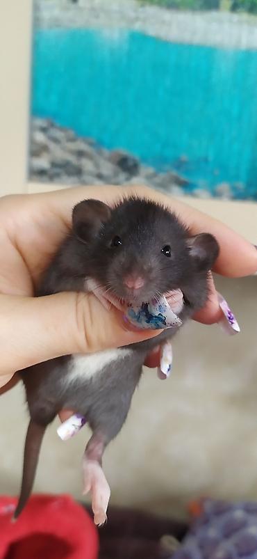 Крысы: Привет друзья !! У нас родились красивые крысята.Друзья в питомнике - — 5