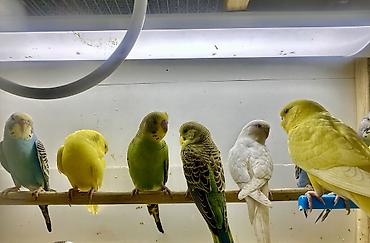 Птицы: Волнистые попугаи в комплекте с клеткой. Описание: - Яркие волнистые — 9