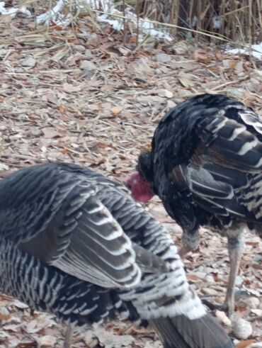 Индюки: Продаю | Индюшка (самка) | Для разведения | Племенные — 5