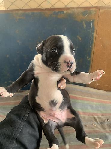 Продажа собак: Щенки с короткой гладкой шерстью, мощным телосложением и широкими — 13