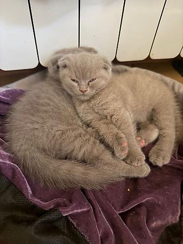 Pişiklər: Britan — 11