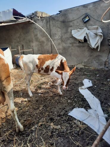 simmental ineklerin satisi: Dişi simental dana 6aliqdi