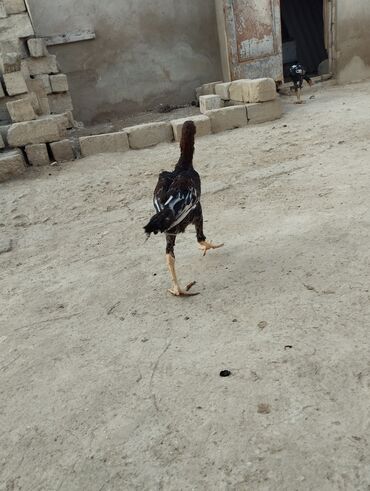 inək neçə aya doğur: Toyuq, Damazlıq