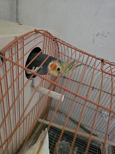 doşan satışı: Xirdalanda yerlesir El quslaridir disi qeti dislemir. cutu 60 manata — 4