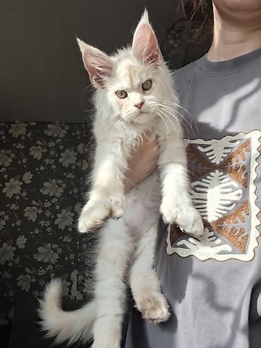 кот мейкун: Мощный Чистоплотный котёнок мейн-куна с полным пакетом Документов — 5