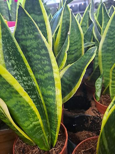 Ostale kućne biljke: Yucca, Drvo Zivota, 140 centimetara visina, dva stabla iz saksije sa — 5