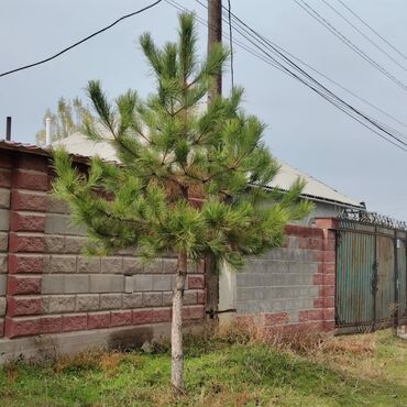 Декоративные деревья: Саженцы деревьев: Ели, Самовывоз, Платная доставка — 13