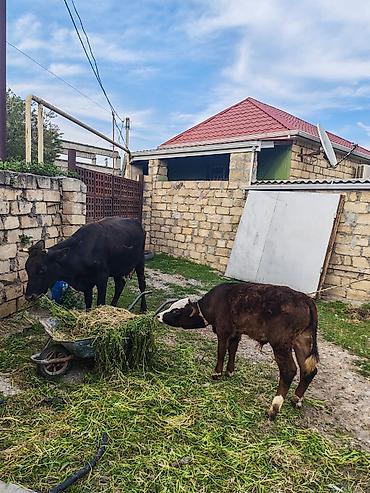 bala qoyun: Dişi, il: 2, 400 kq, Südlük, Ünvandan götürmə — 6