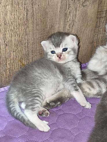котята шиншиллы: Скотиш Страйт (Шотландская прямоухая), 1 месяц, Девочка, Серебристая шиншилла — 5