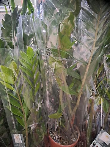 umbrela: Zamija, velika biljka, 80 centimetara visina, pogodna je za sve vrste — 2