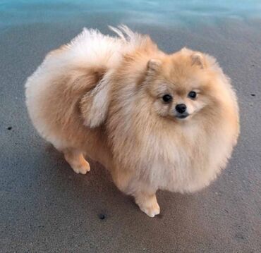 Psi: Oduševićemo vaša srca predivnim Pomerancima iz našeg pažljivo — 9