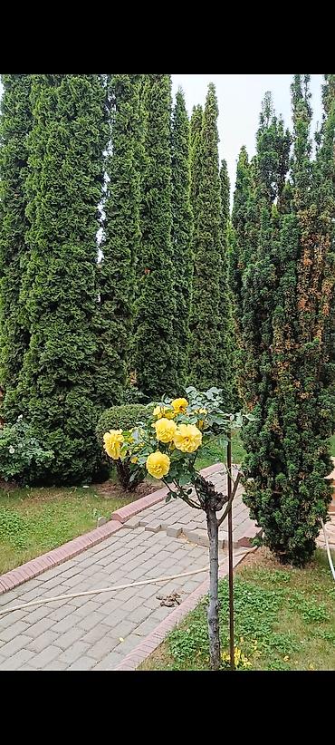 Иссык-Куль 2026: Коттедж, КОТТЕДЖ ЦО Ак Марал, Бает, Детская площадка, Парковка, стоянка, Охраняемая территория — 24