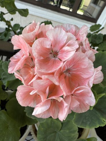 Герани и пеларгонии: Герань в горшке, цветущая ! Красивый розовый оттенок, листья красивые! — 7