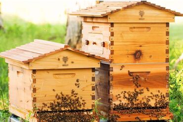 Животные: Продаю пчел "Дадан" на высадку. Все вопросы по телефону