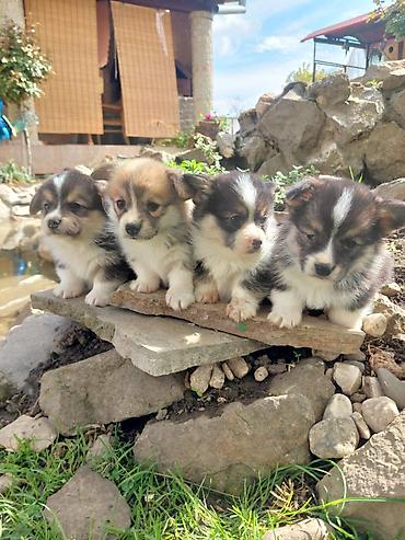 mali cupavi psi: Velski Korgi stenci traze novi dom . na raspolaganju su 3 zenke i — 4