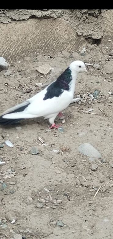 cennet qusu: Qaraboyun erkekdi desde qara quyruqdu 25 manat qaraboyun qara
