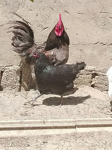 Toyuqlar: Toyuq, Damazlıq — 2