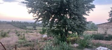 Anbar və emalatxanalar: Ünvan: Qusar şəhəri Ləyər kəndi (ləzgi ləyər) 1hk 68 sot bağ yeri — 20