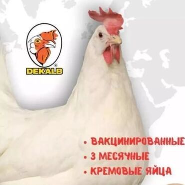 продажа цыплят в бишкеке: Тоок клеткалары сатылат чалыныздар / продаетьса клетки для кур несушек