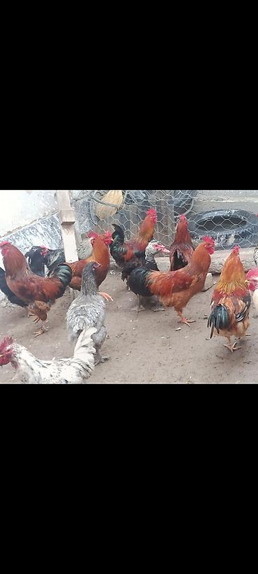 кукуруа: Продаю | Куры | Домашняя | На забой — 3