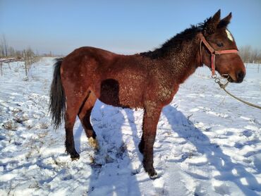 Продам с/х животных: Продаю | Жеребенок | Для разведения