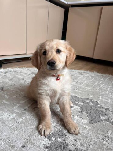 İtlər: Retriever, 2 ay, Dişi, Pulsuz çatdırılma -da lalafo.az — 7 İtlər: Retriever, 2 ay, Dişi, Pulsuz çatdırılma — 7