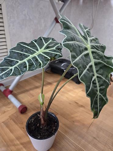 Монстеры: Монстера делициоза (Monstera deliciosa) в горшке - Эффектное — 25