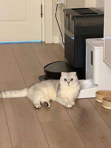 Зоотовары: Продается котик 1 год Привитый, Проглистованный, Кастрированный — 2