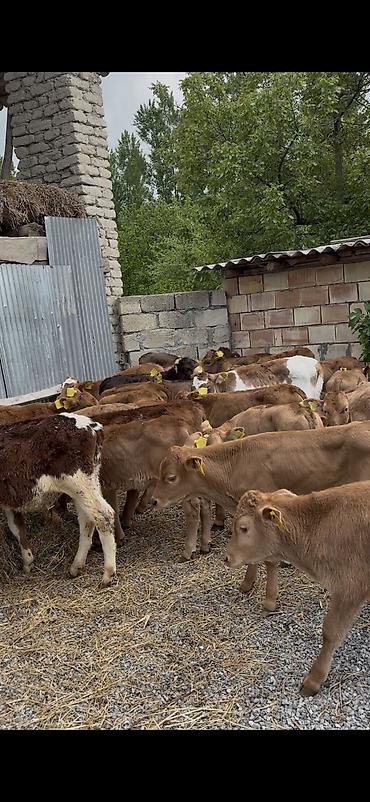 Dana, buzov: Ətlik istiqamət üçün buzovlar - Yaş qrupu: erkən yaşlı buzovlar - — 11