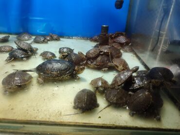 ucuz akvarium baliqlari: Salam tısbağalar 5 AZN tələsin məhdud saydadır
