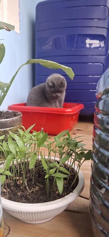 сиямский кошка: Девочка, 2 года — 2