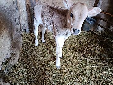 Коровы, быки: Продаю | Тёлка | На откорм — 9