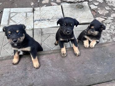 возьму собаку: Собака даром: Дворняжка, 2 месяца, Самец