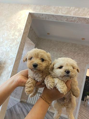 İtlər: Pudel, 2 ay, Erkek — 7