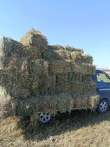 салома ячменя: Сено в тюках (малые прямоугольные тюки) - Заготовка лугового сена — 2