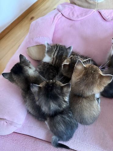 heyvanlara verilən adlar: Ana gold chinchila (long hair) Ata british shorthair 1ay yarimliq — 10