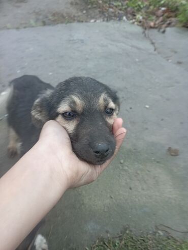 pomeran itler: Doberman, 5 ay, Dişi, Cütləşmə üçün, Ünvandan götürmə, Ödənişli çatdırılma